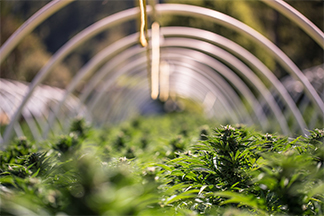 Municipal Barriers to Cannabis Enterprises